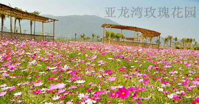 防城,港,到,海南旅游,费用,及,路线