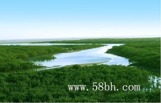 北海红树林