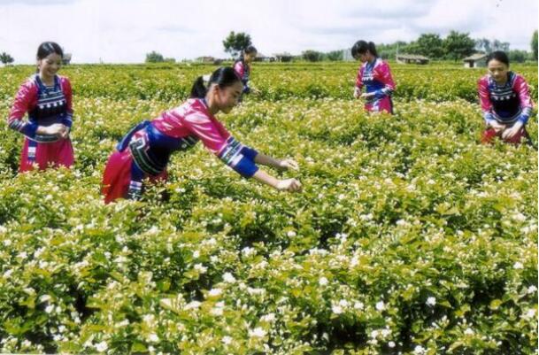 横县,茉莉花文化节