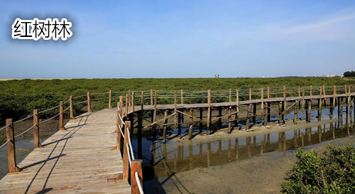 暑假到北海旅游,广西北海旅行社,