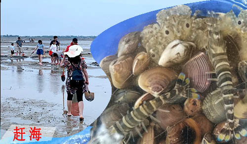 北海赶海捕鱼
