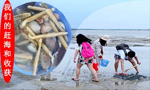 北海旅游赶海,