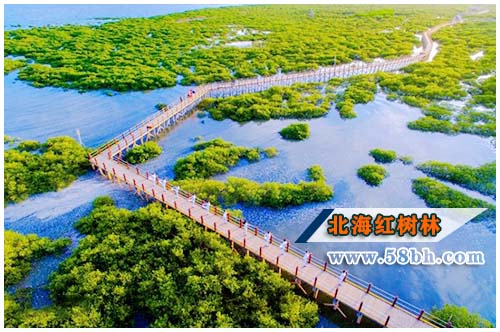 北海红树林好玩,广西北海旅游