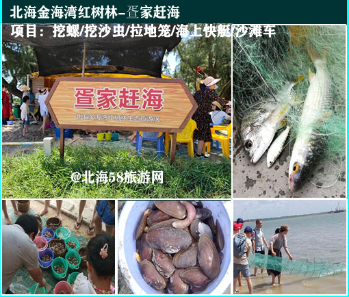北海金海湾红树林赶海，广西北海旅行社