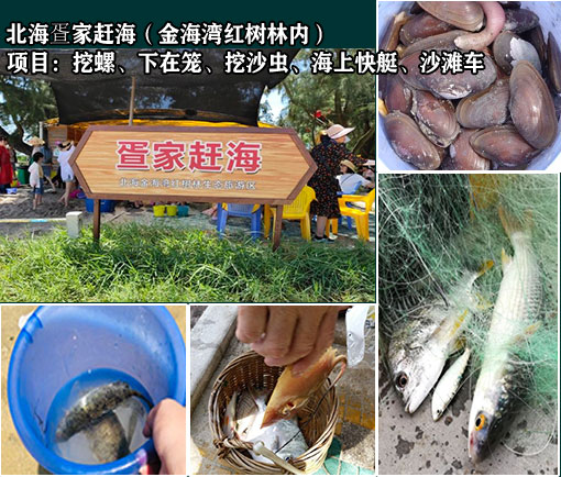 北海金海湾红树林赶海，广西北海旅行社