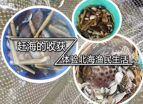 北海赶海挖螺,北海旅游