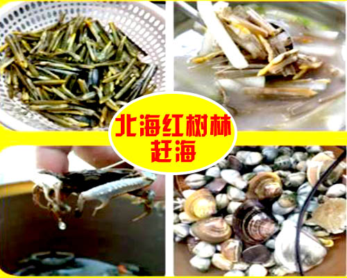 北海红树林赶海,北海赶海