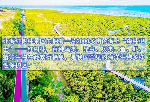 北海金海湾红树林