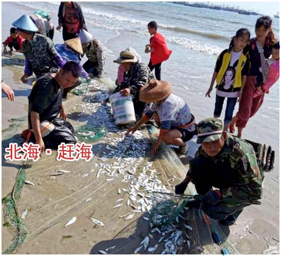 春节到北海旅游赶海