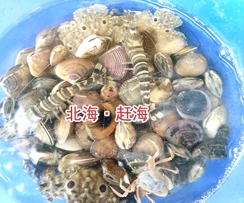 春节到北海旅游赶海