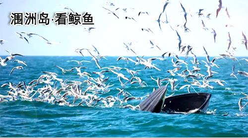 厦门到北海旅游团价格_路线
