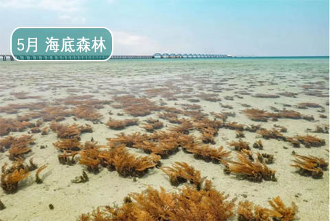北海涠洲岛旅游攻略