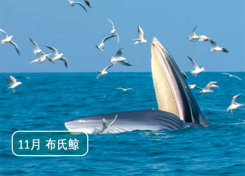 北海涠洲岛旅游攻略